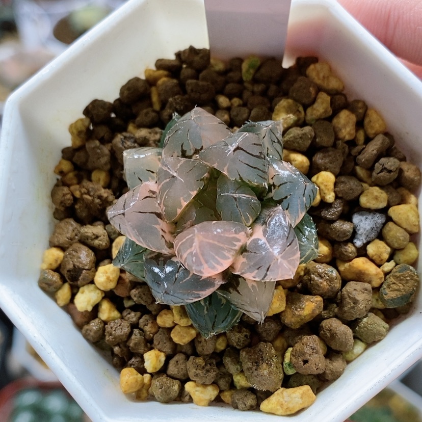 【闪购商品】127福利龙爪玉露锦