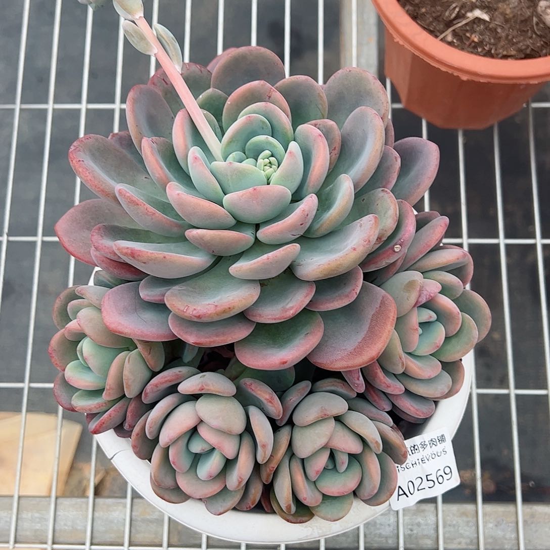 桃橙大盆三头起整桩