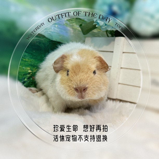 美泰弟弟 荷兰猪 豚鼠 包邮包风险