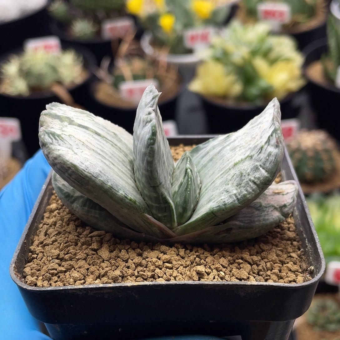 实生短叶白锦卧牛仙人球