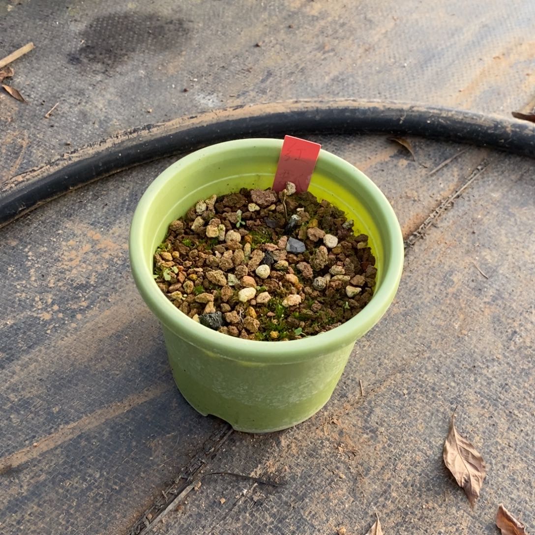 红瓢老鸦柿原生根苗