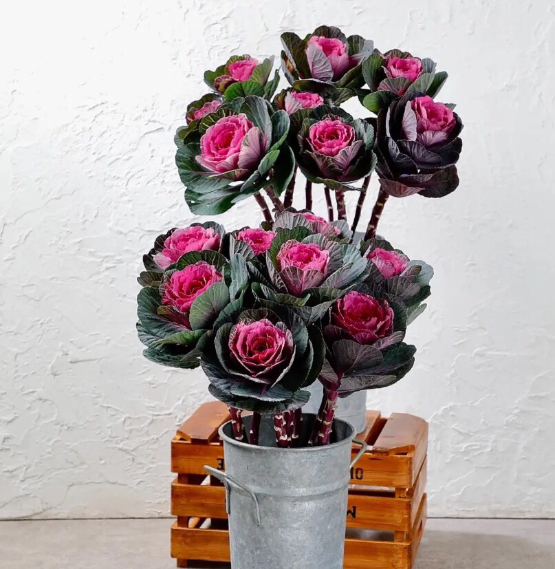 多头羽衣甘蓝盆（一物一拍链接）