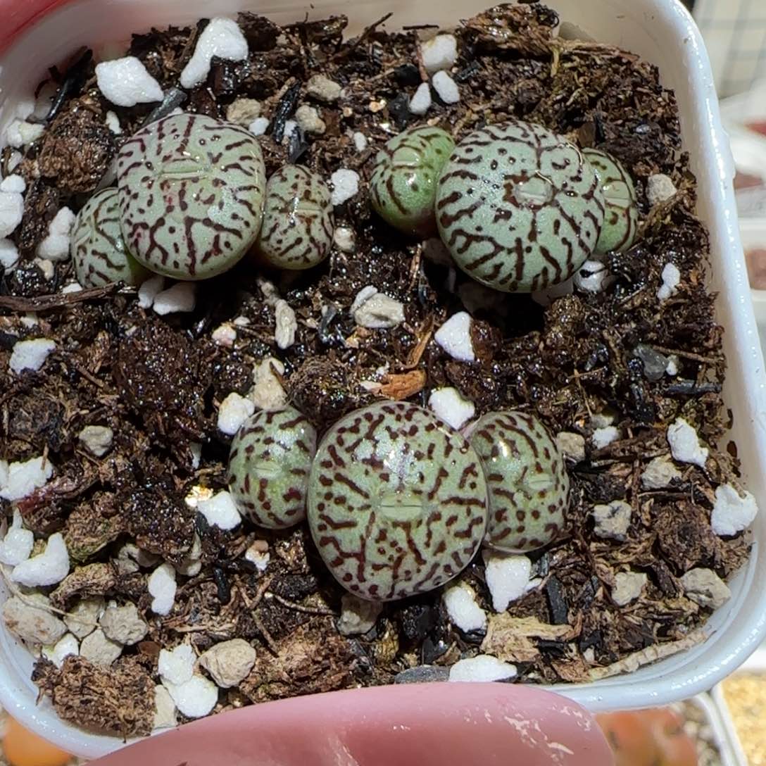 肉锥多肉植物百科6-rr714墨一盆669