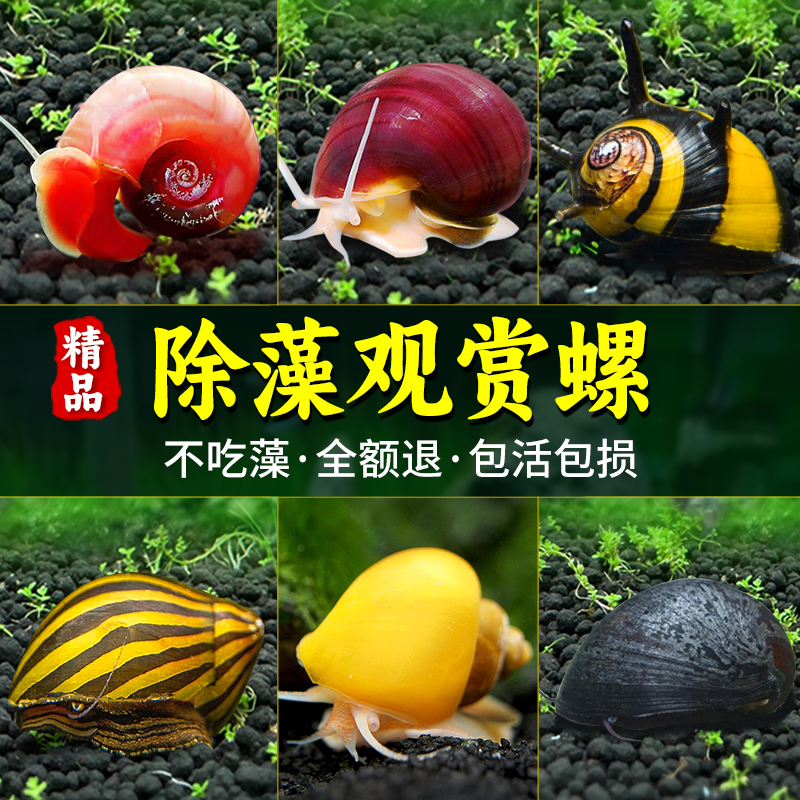 观赏螺黄金苹果黑金刚白玉斑马除藻清洁菜单吃藻马来淡水鱼缸蜗牛