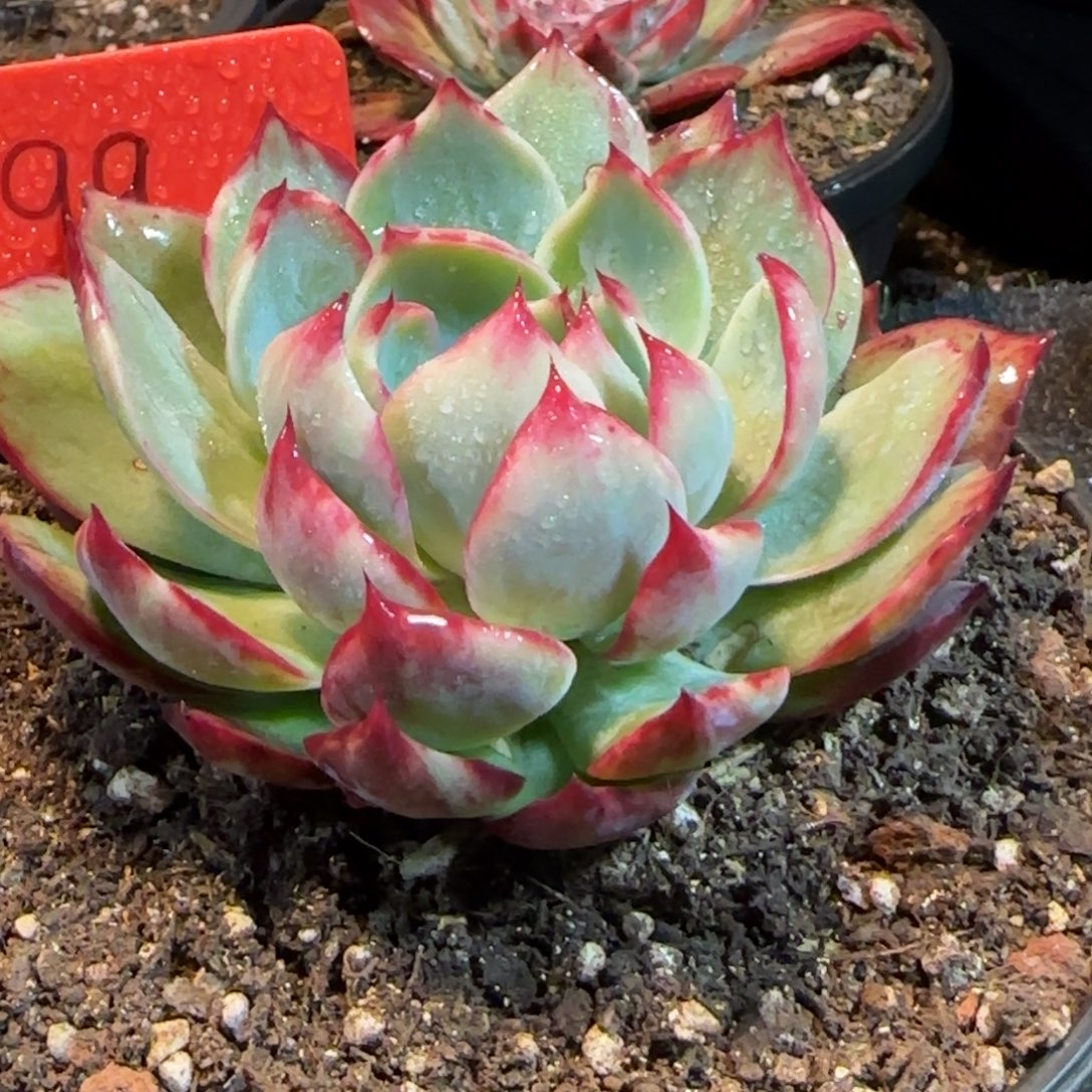 惊鸿一物一拍包装收缩花旱99