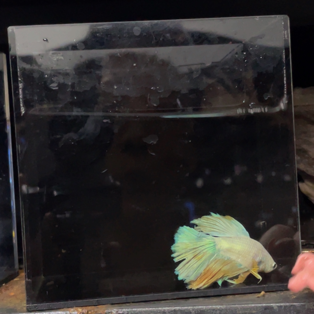 奈***思海水鱼哈哈哈哈哈哈哈哈哈