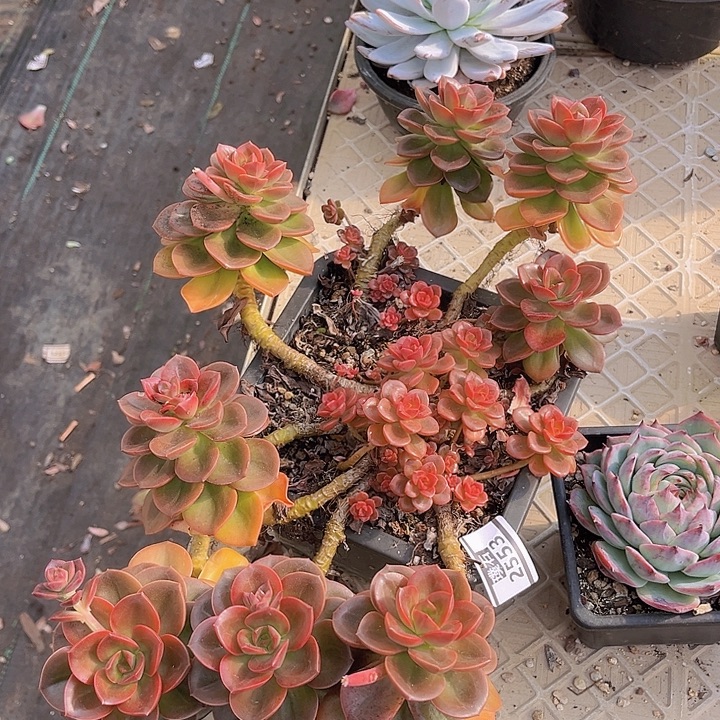 巧克力方砖2553多肉植物