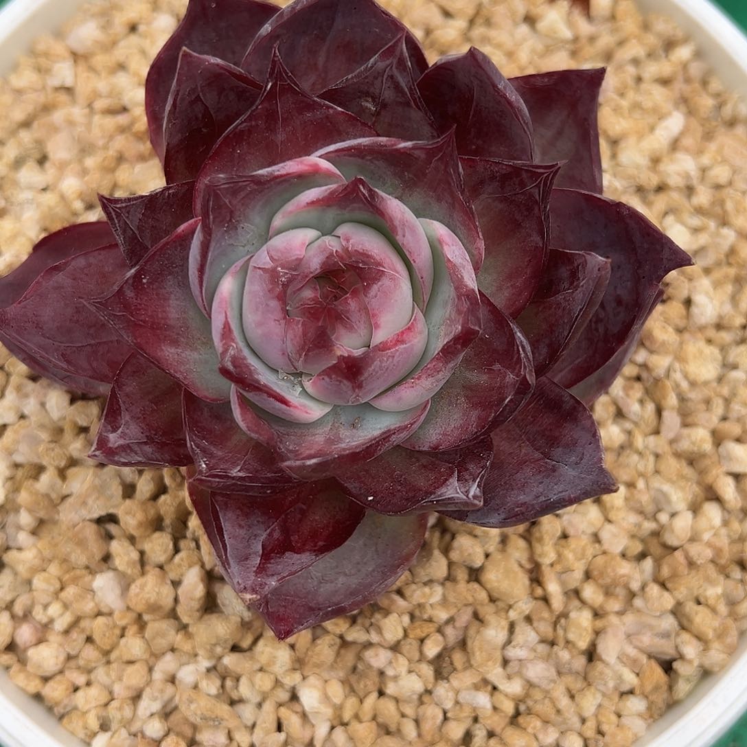 啊石榴籽星影小树福利