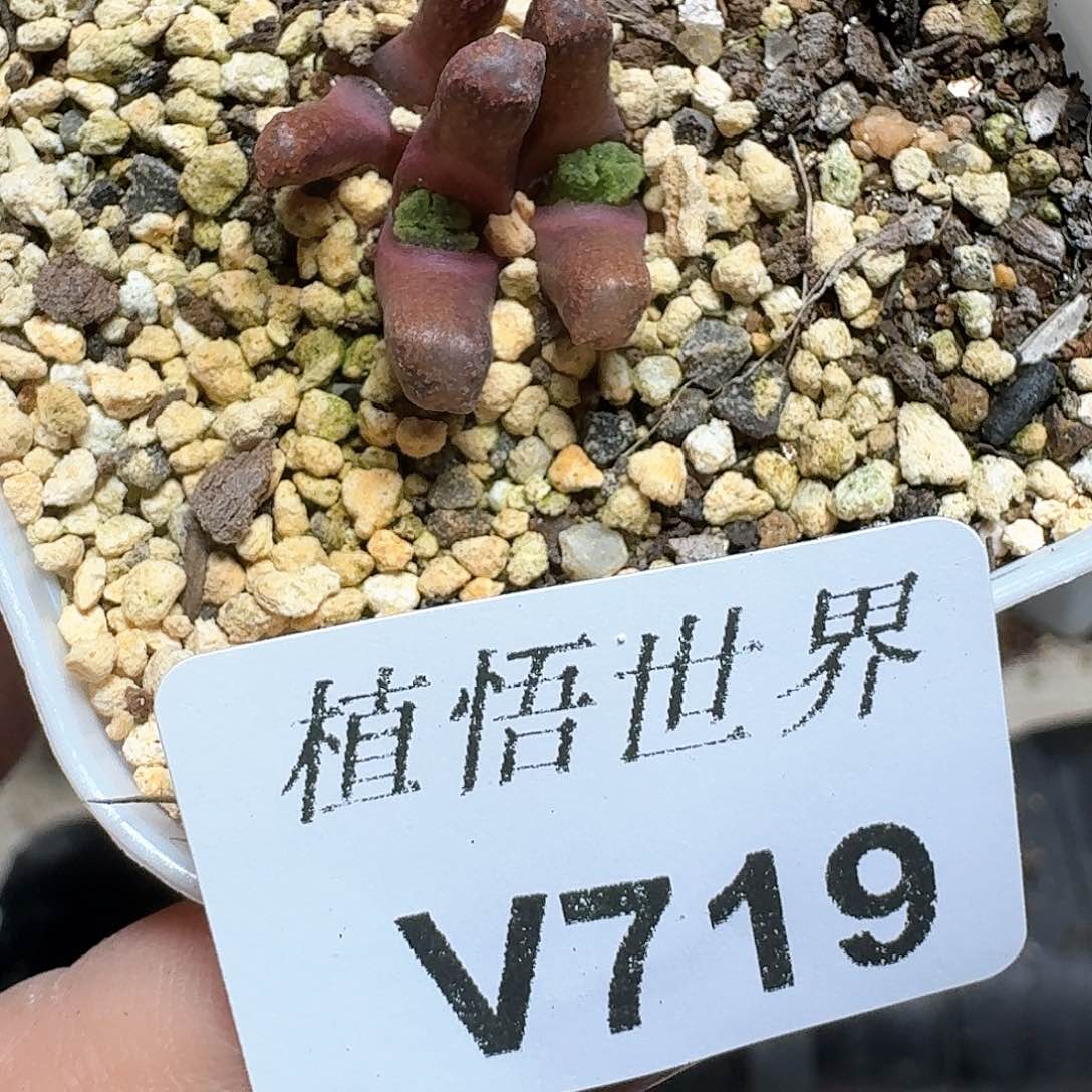 719盒多肉植物哇c g
