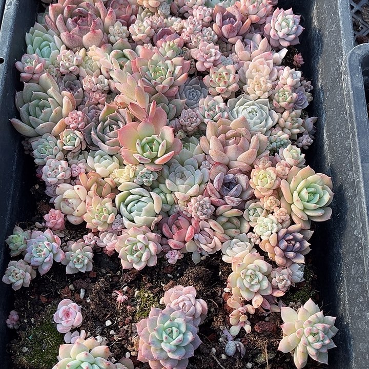 阿雅园艺。      3149一筐