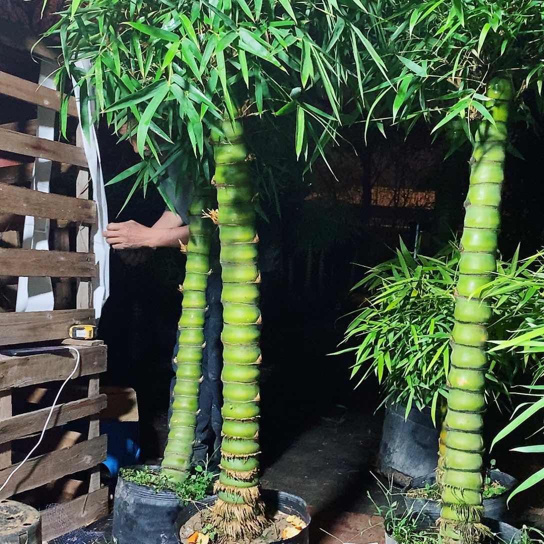 红陶划***憨佛肚竹8888888888