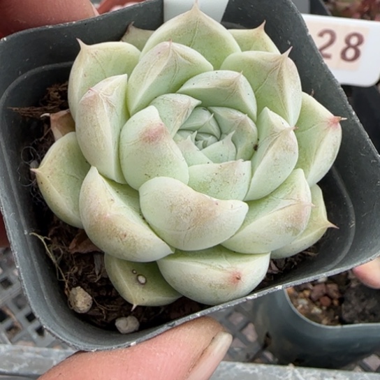 131白女王一物一拍多肉