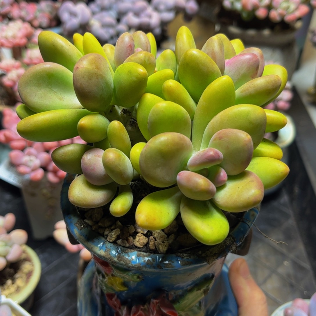 625芒果奶12厘米多肉