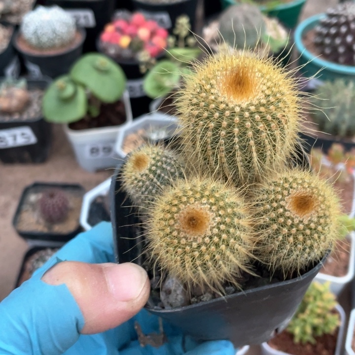 941实生金丝猴多头