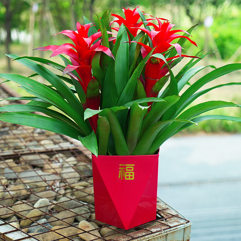 鸿运当头植物带红花凤梨好养植物室内植物