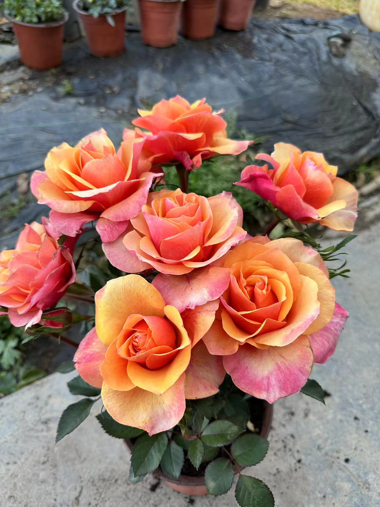 【艾帕索】月季大花浓香阳台庭院花卉多季节开花