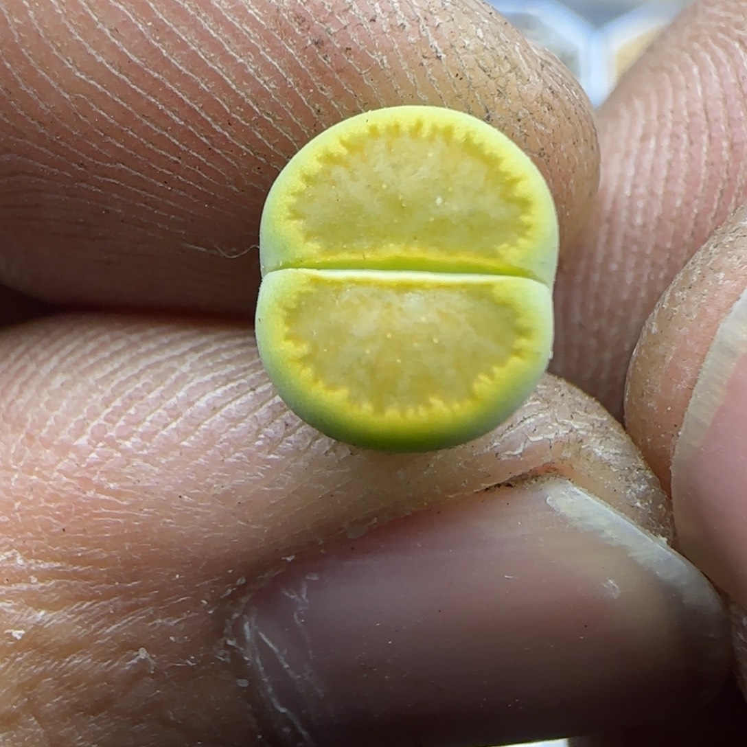 843 生石花大棚直播