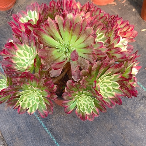 765天和多肉植物