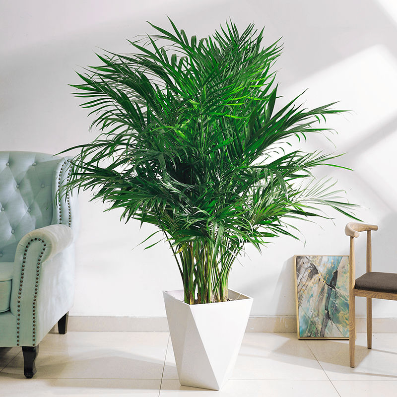 富贵椰子1.2米-1.4米左右四季常青耐热耐寒海岛风情室内好养