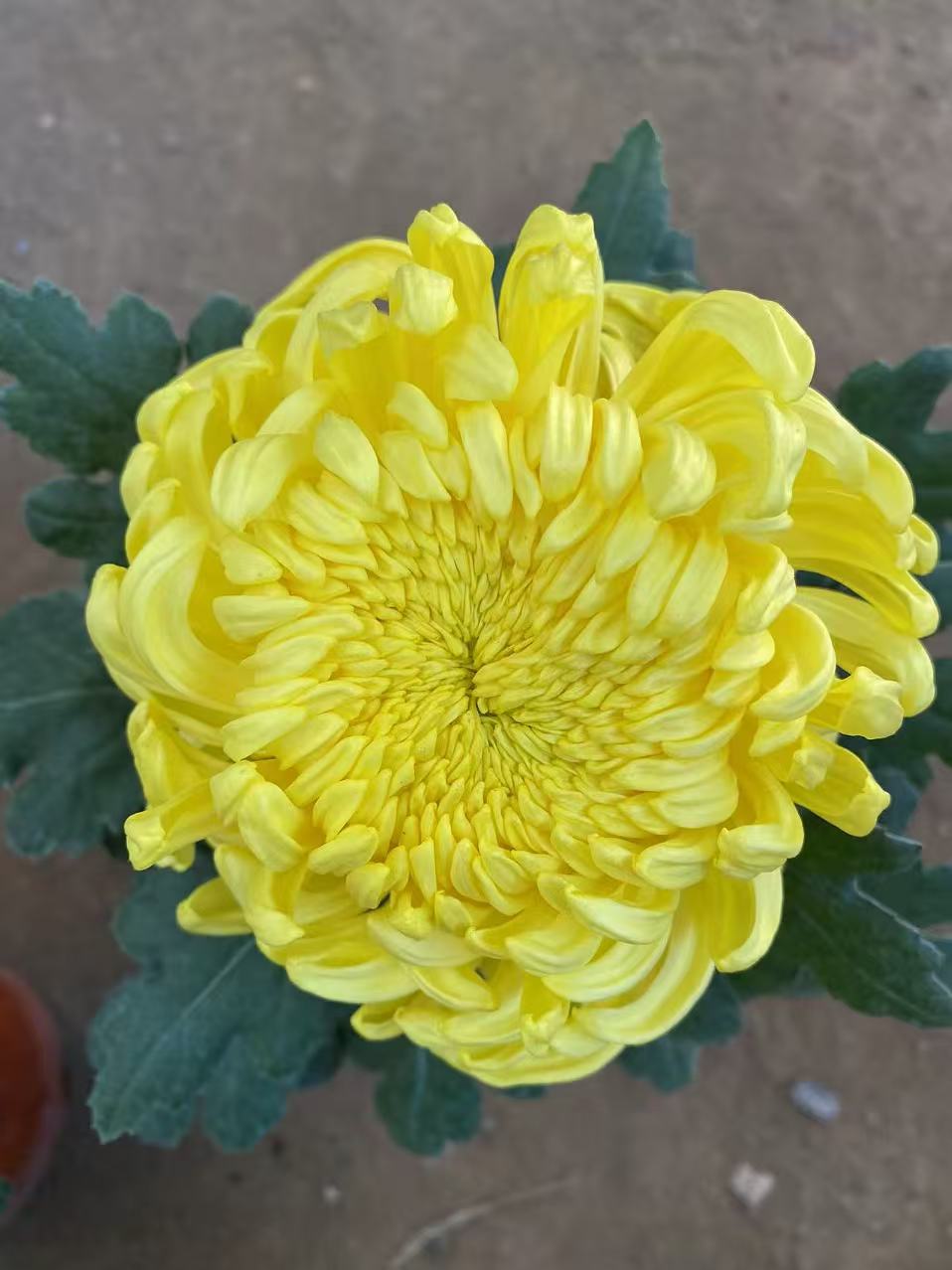 九月菊【皇冠】菊花盆栽 大花富贵菊  好养活