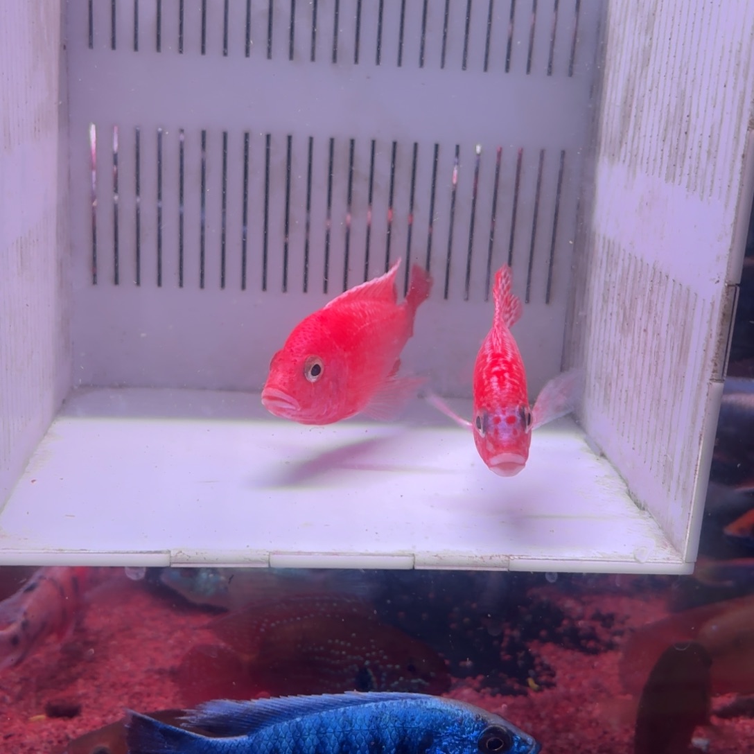 董***屏慈鲷鱼直播76号2条送饲料