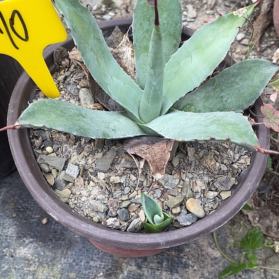 龙舌兰绿色植物1号