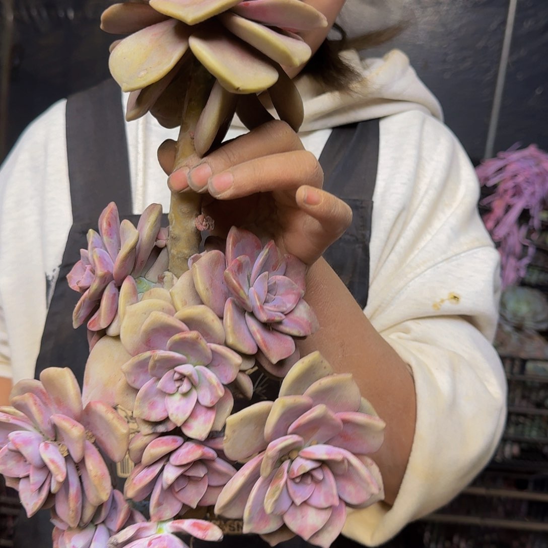 紫乐 一颗 不包损9.9