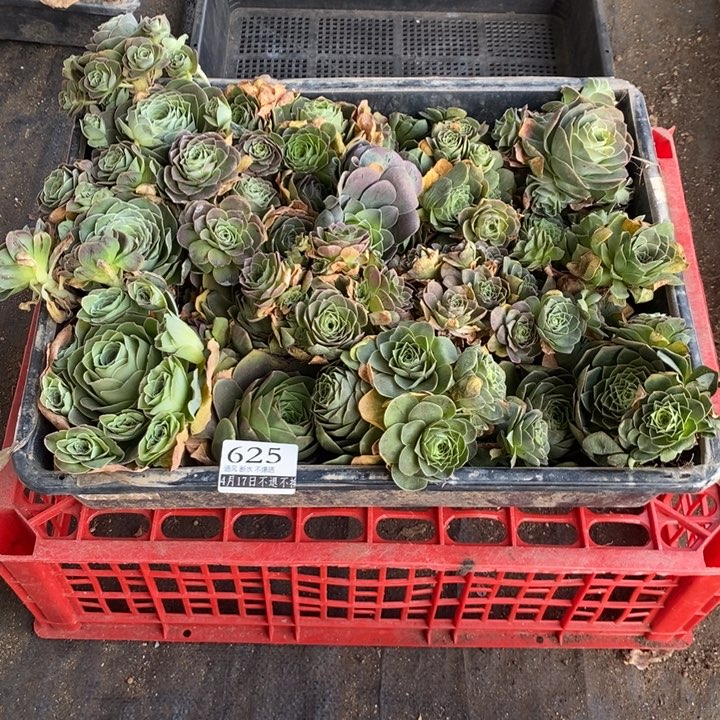 妆*之一筐625山地玫瑰