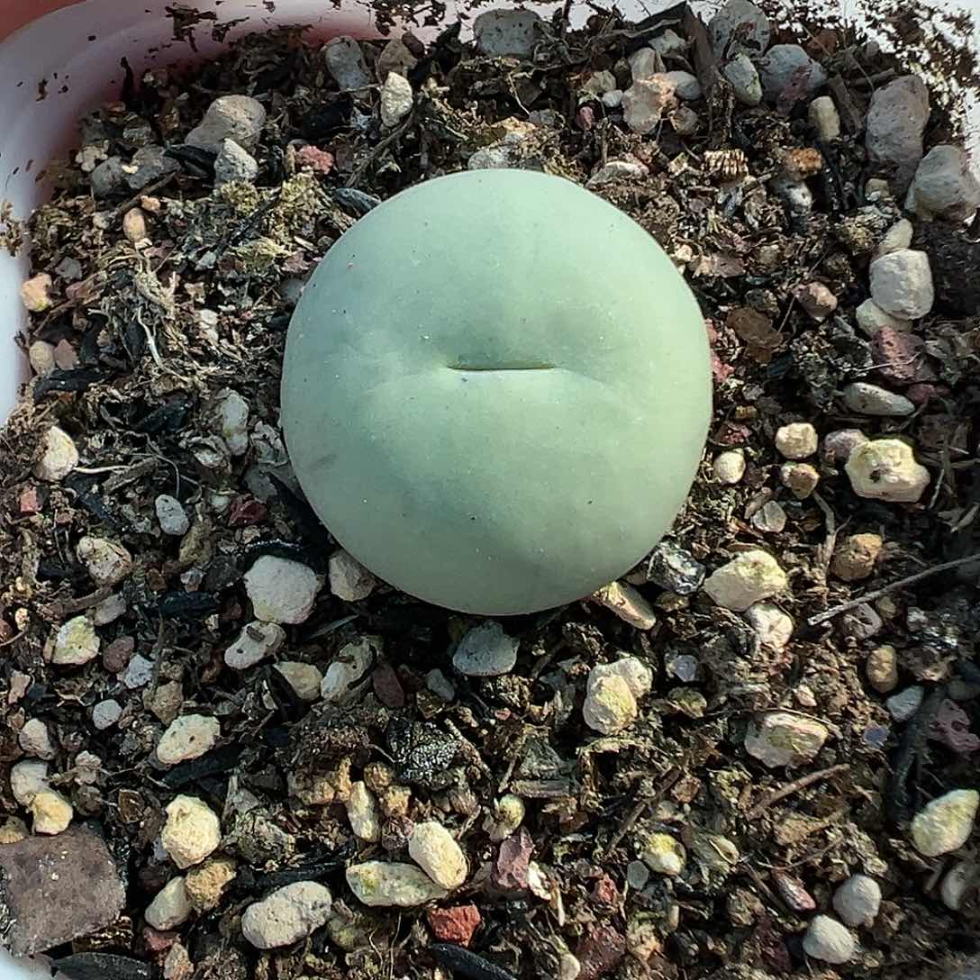 246鸽子蛋带盆土发货