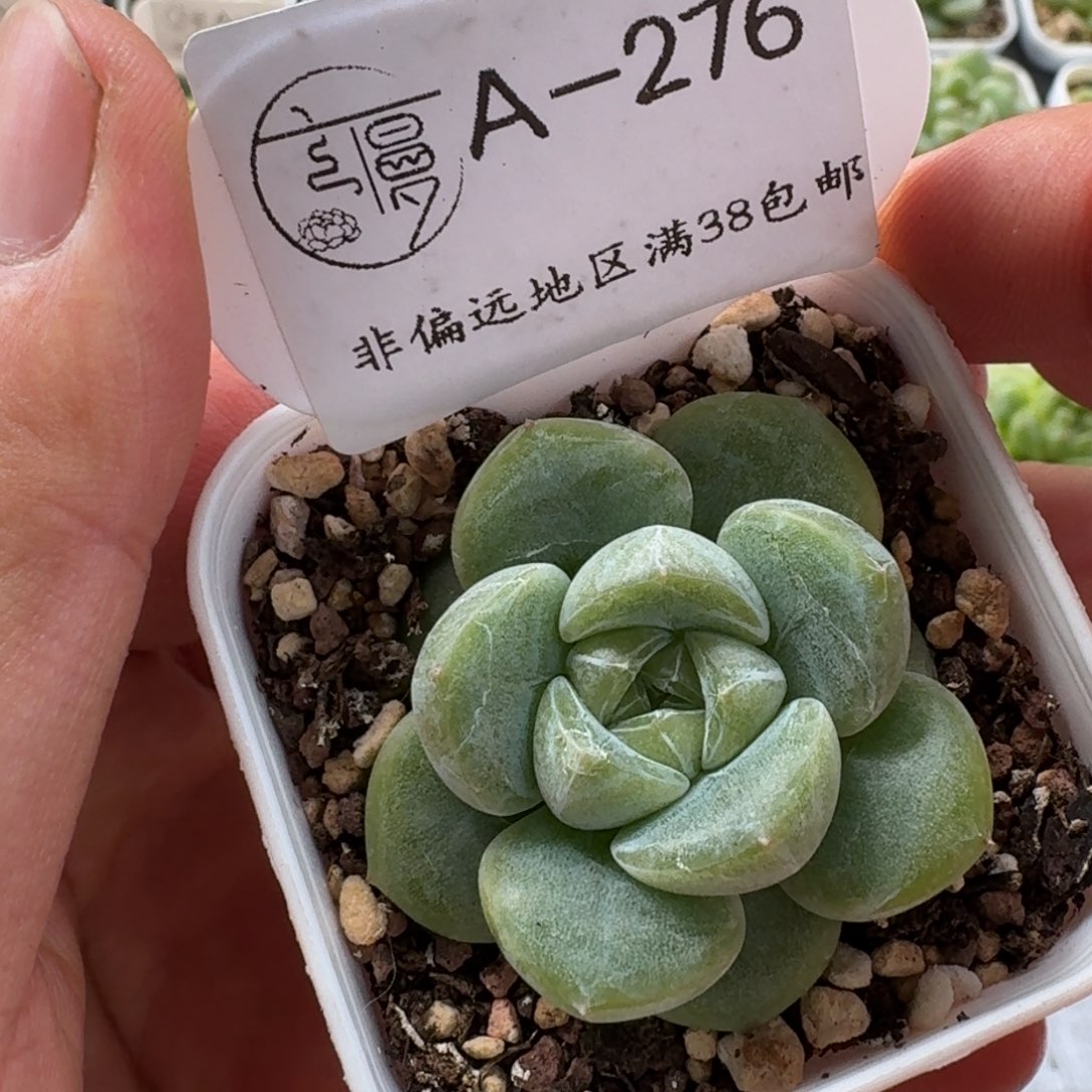 276云慢花坊优选糖心珍妮一物一拍