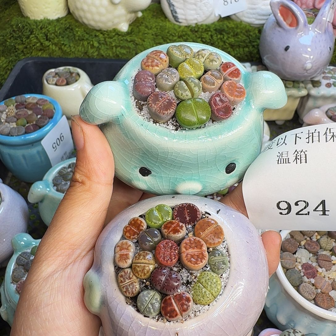 小***郭多肉植物福利冲924