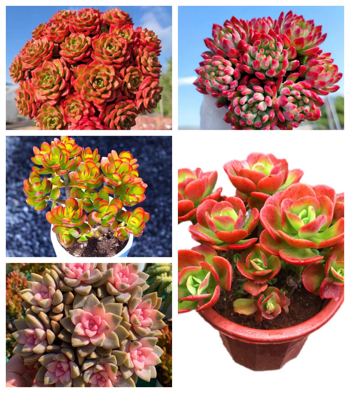 M大盆老桩红梅组合 多肉新手室内室外好养好活 耐旱云南基地发货