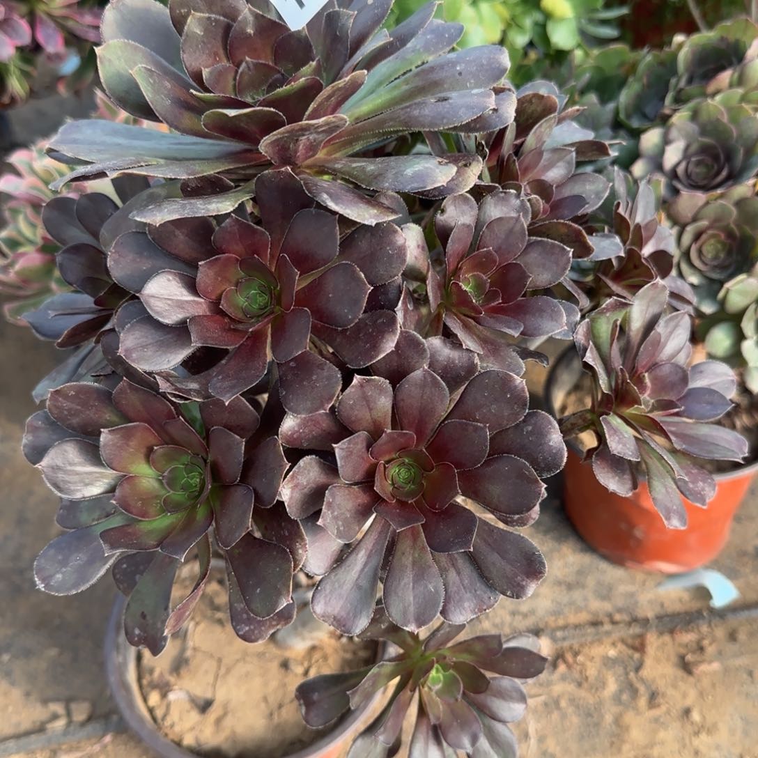 炫彩圆叶多肉1107满28包邮断枝不包瑕疵