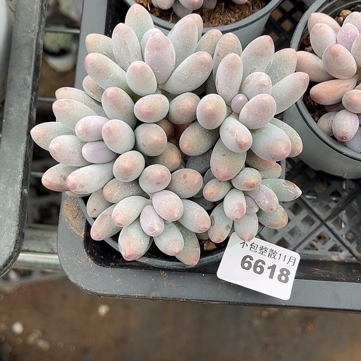阿雅园艺。       6618汤圆
