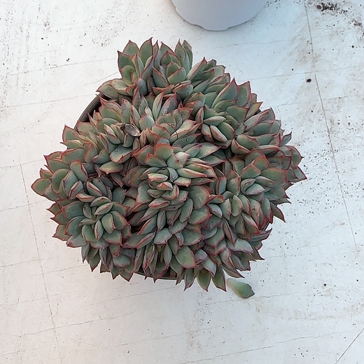 青蛙王子儿童牙膏111