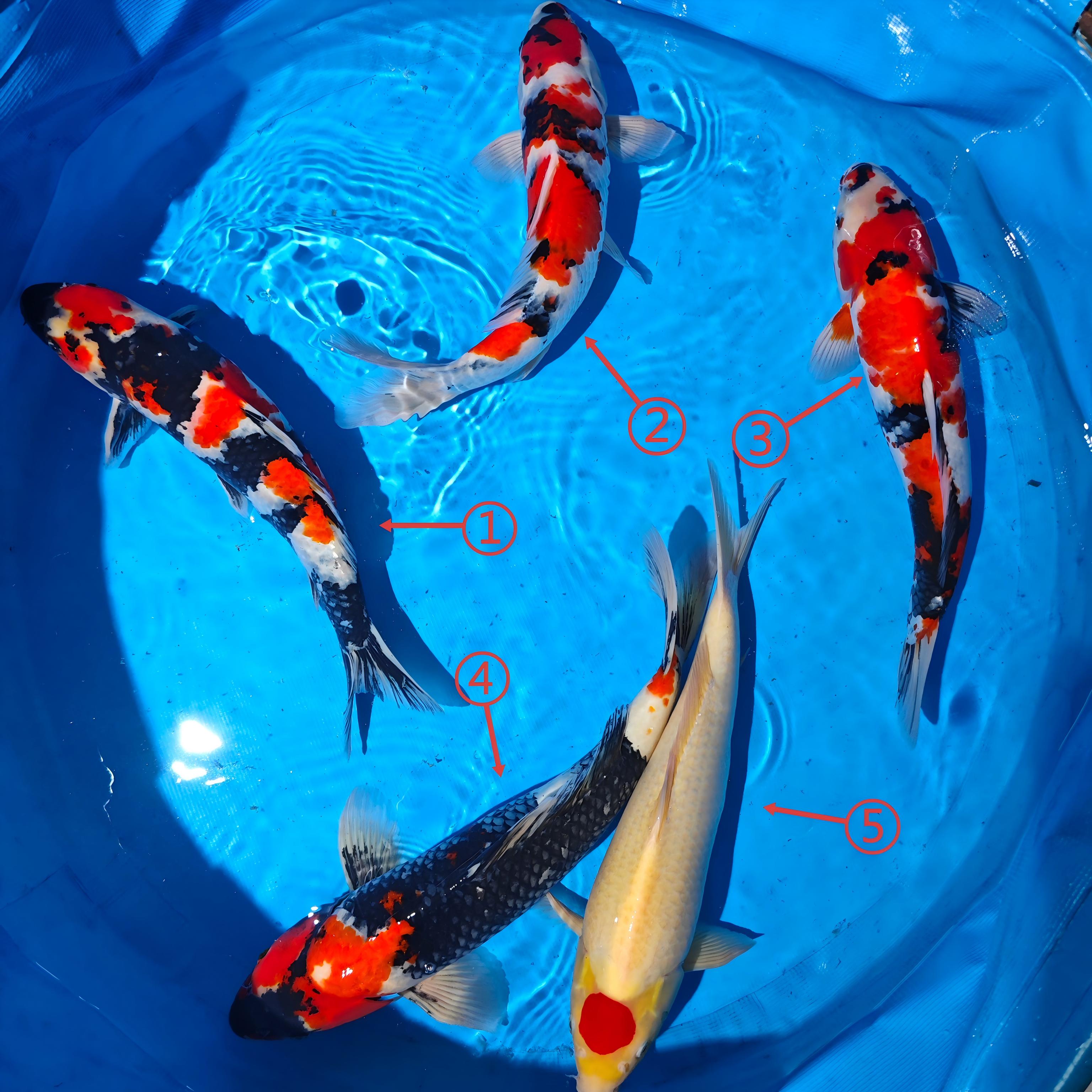 鲤物甄选  血统精品锦鲤 盆照编号自选 顺丰包邮到家 40-45CM