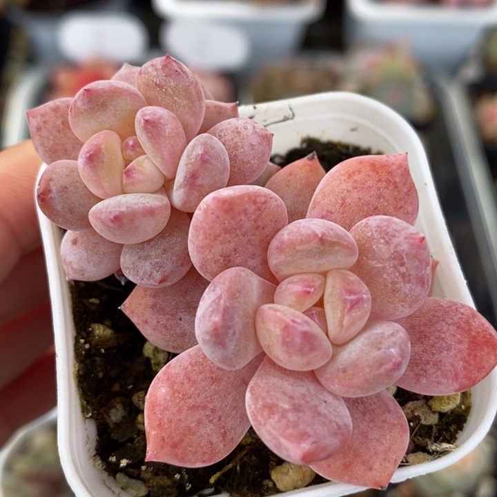 糖心橙子 多肉 11.13