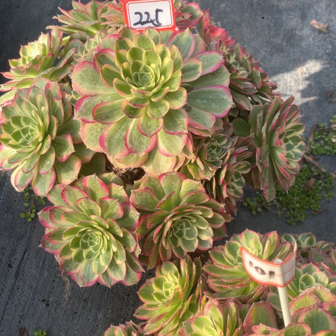 万圣节粉钻老桩手捧225