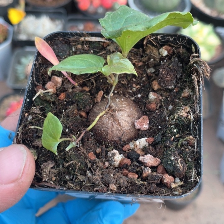 718南非龟甲龙块根