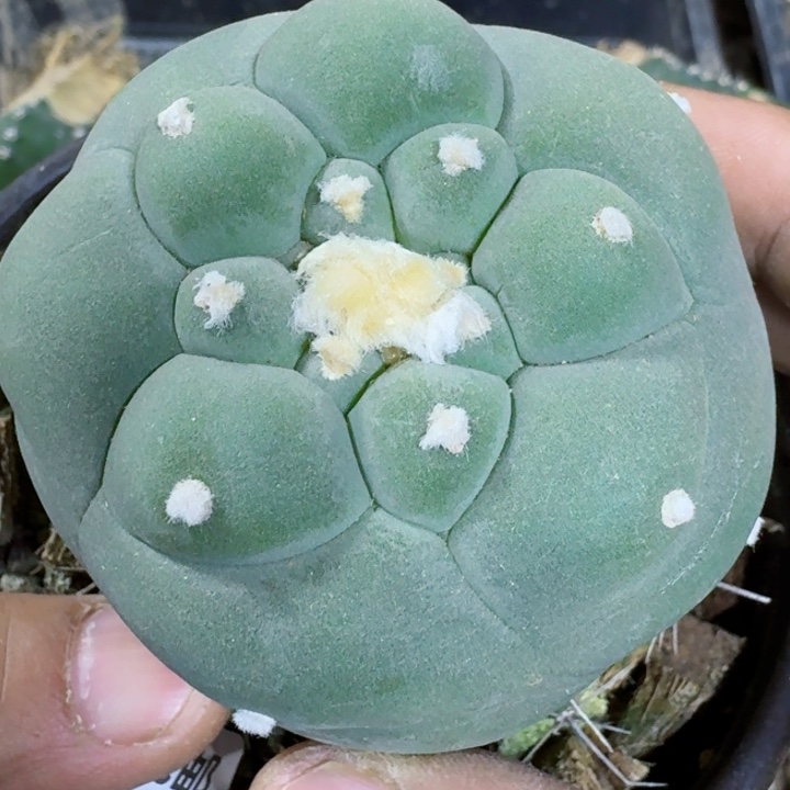 福利苗接大尤726