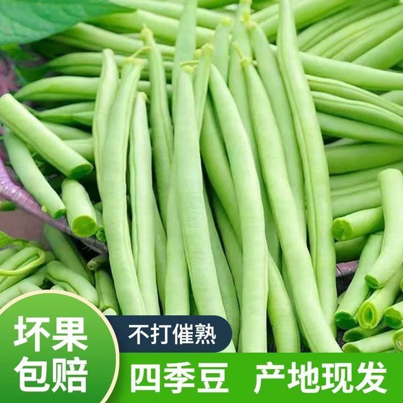 云南优质露天高原四季豆新鲜现摘应季蔬菜