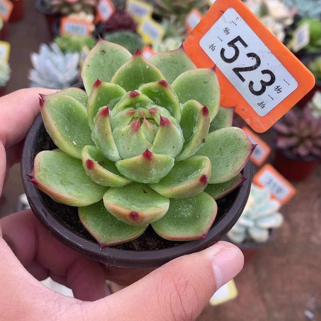 523超级蓝龙多肉植物