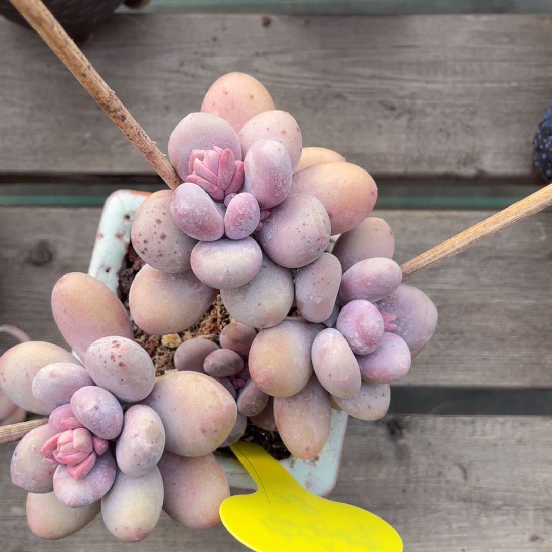 蝴****海蛋黄奶一个28