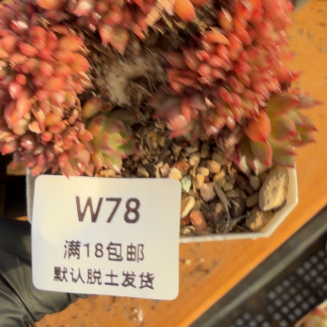 东篱下多肉植物哈哈哈78