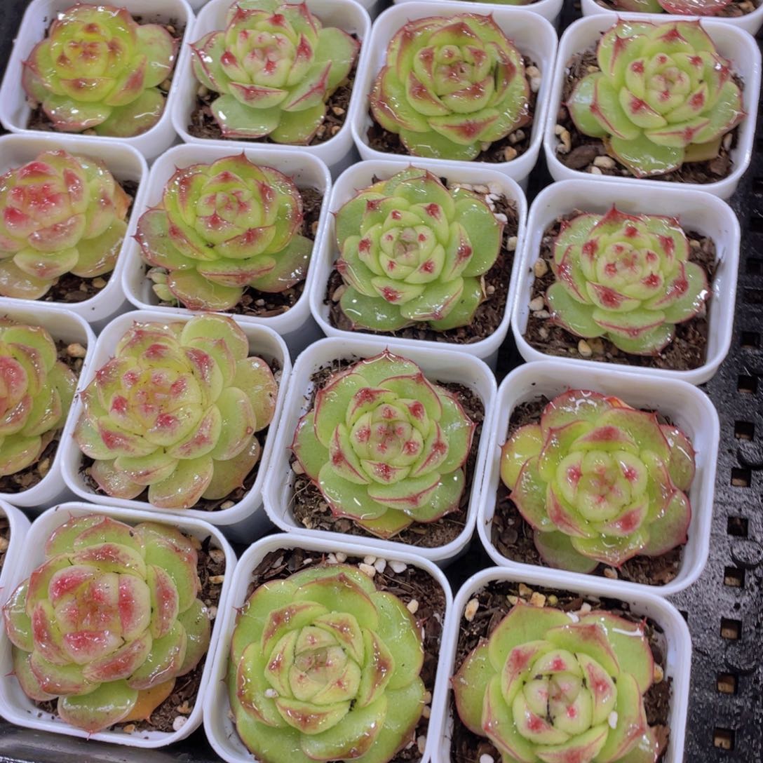 量拍130号 灵宝珍妮单头一个