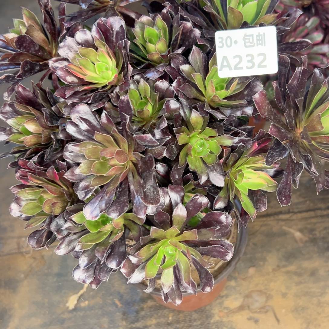 232黑法师超白多肉法师断枝不包