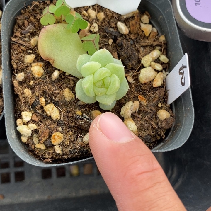 标签120果冻甜心to一个多肉