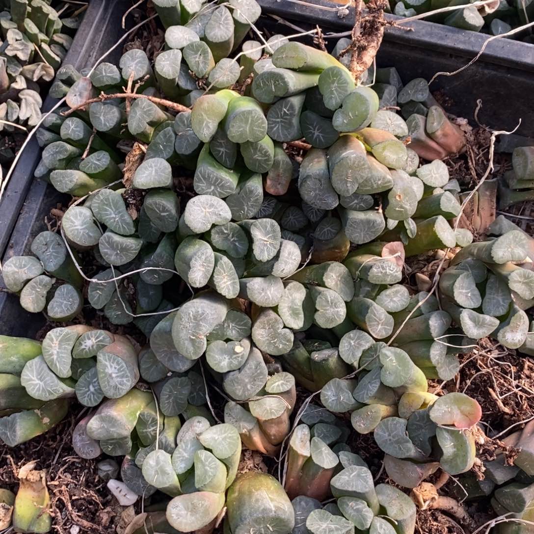 2814 一颗实生超大万象 元旦福利