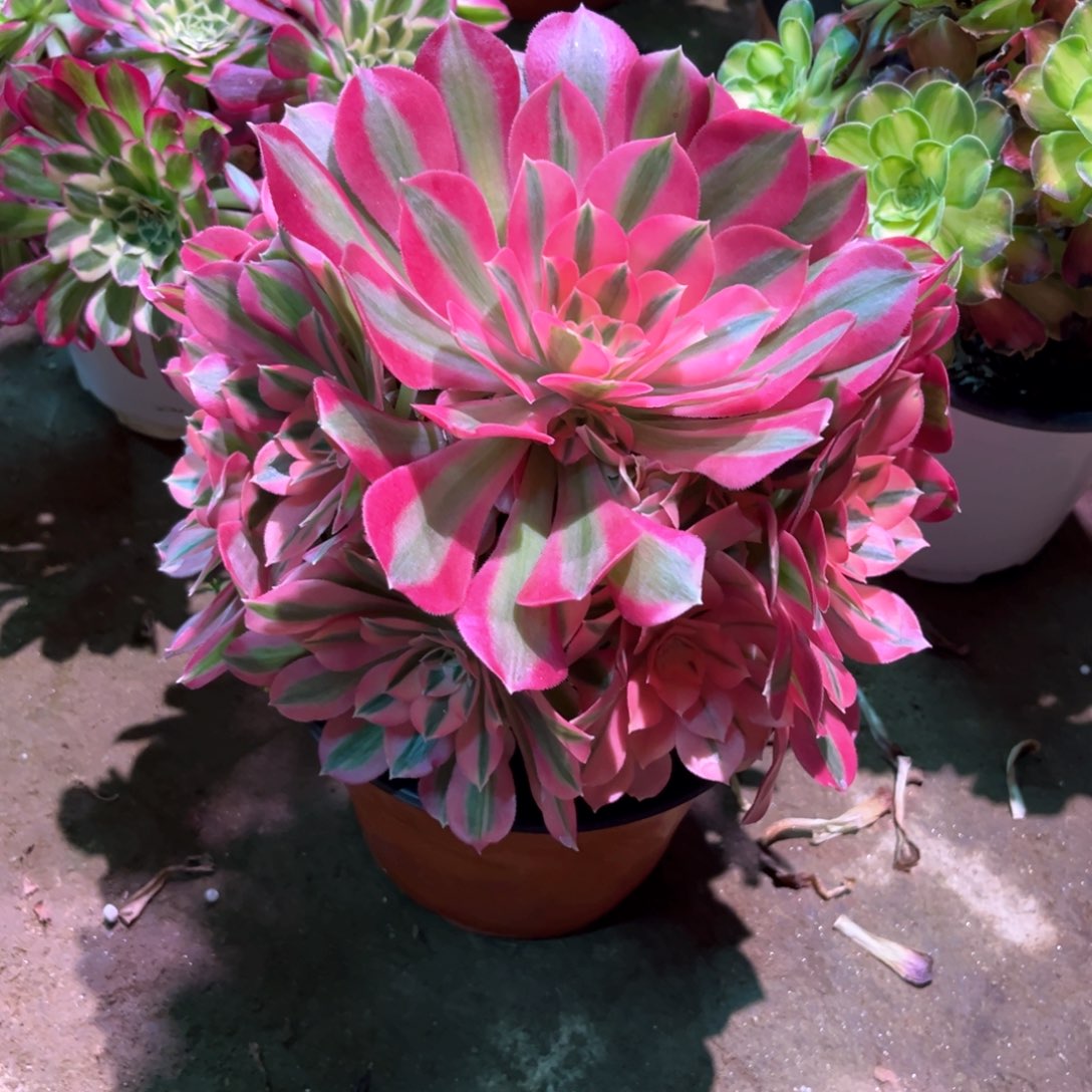 多肉植物女巫236