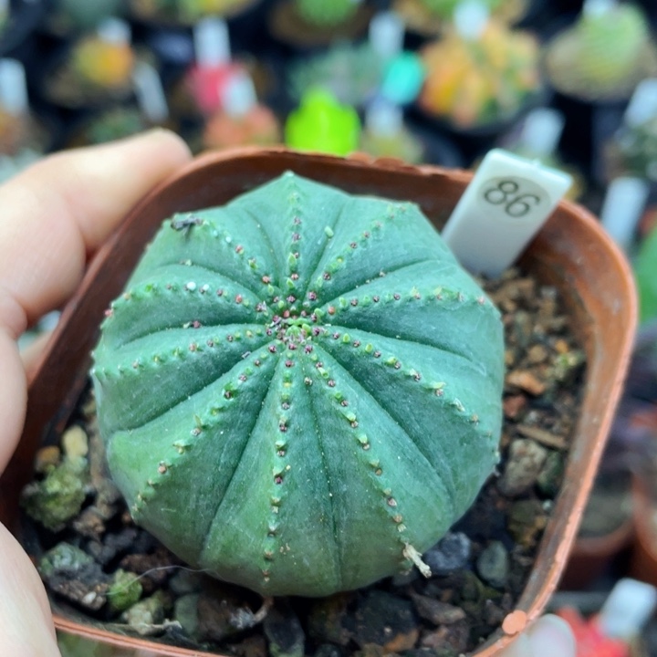 非偏远地区满25包邮仙人球